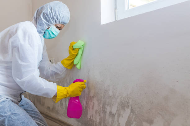 Best Mold Odor Removal Services  in Ocean Springs, MS